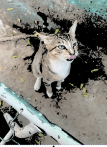 Un chat assis, la langue dehors, affichant de l'impatience en attendant son repas