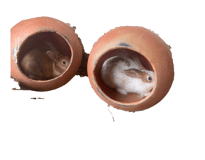 Deux lapins confortablement installés dans des cages faites à la main en argile, illustrant l'art de la poterie africaine