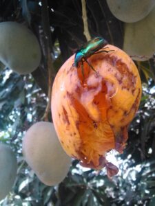 Une mangue mûre sur un arbre, partiellement dévorée par des oiseaux, avec un insecte se trouvant dessus.