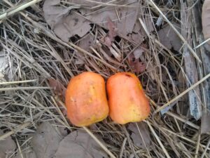 Image de deux fruits d’acajou tombés, butinés par des abeilles