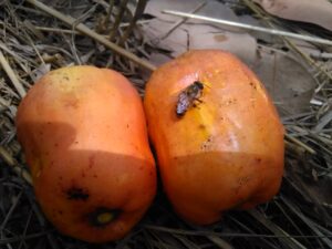 Image de deux fruits d’acajou tombés, butinés par des abeilles