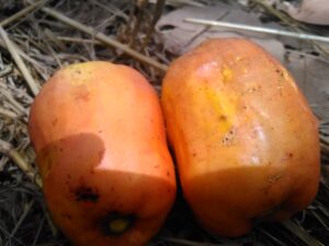 Image de deux fruits d’acajou tombés, visités par des abeilles