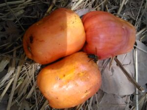 Image de deux fruits d’acajou tombés, visités par des abeilles
