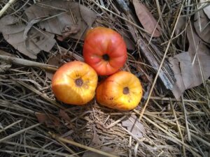 Image de deux fruits d’acajou tombés, butinés par des abeilles