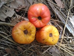 Deux fruits d’acajou au sol, visités par des abeilles en train de butiner