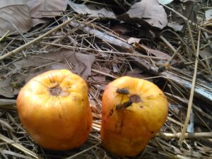 Deux fruits d'acajou, montrant leur forme caractéristique, prêts à être récoltés.