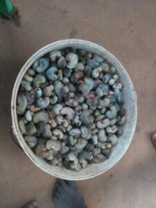 Image d’une grande bassine contenant de nombreuses noix d’acajou