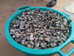 Une grande bassine pleine de noix d'acajou récoltées, prêtes à être traitées ou transformées en produits alimentaires.