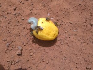 Un fruit d'acajou tombé au sol, avec des abeilles butinant autour, attirées par son nectar.