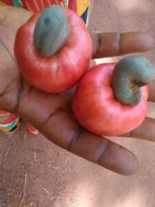 Deux fruits d'acajou délicatement maintenus dans la main d'une femme africaine.
