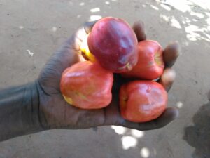Image d’une main tenant plusieurs fruits d’acajou