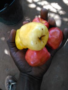 Photo d’une main pleine de fruits d’acajou