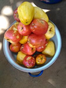 Image d’un saut débordant de fruits d’acajou