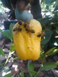 Des abeilles butinant sur un fruit d’acajou mûr, suspendu à un arbre dans un environnement africain.