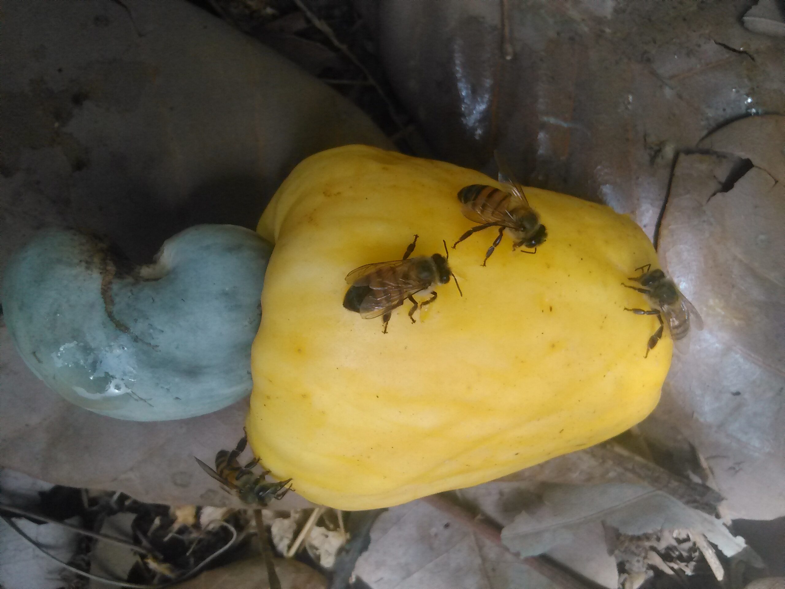 Des noix d’acajou étendues sur le sol, attirant des abeilles qui se posent pour butiner autour.