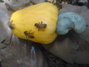 Des noix d’acajou dispersées sur le sol, avec plusieurs abeilles qui butinent et se posent sur les noix.