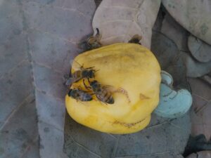 Photo d’un fruit d’acajou tombé au sol, recouvert d’abeilles