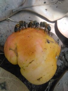 Des noix d’acajou éparpillées par terre, avec des abeilles qui butinent dessus.
