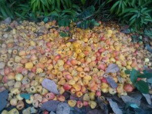 Des fruits abîmés ou pourris abandonnés, jetés sur une surface, montrant des signes de détérioration.