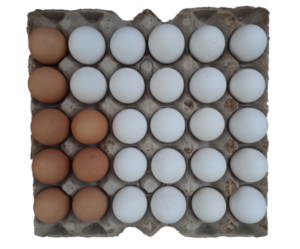 Photo d'une alvéole contenant un œuf dans une cage de poule pondeuse