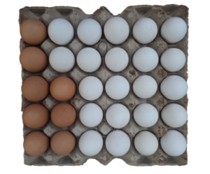 Image d'une alvéole contenant un œuf de poule pondeuse