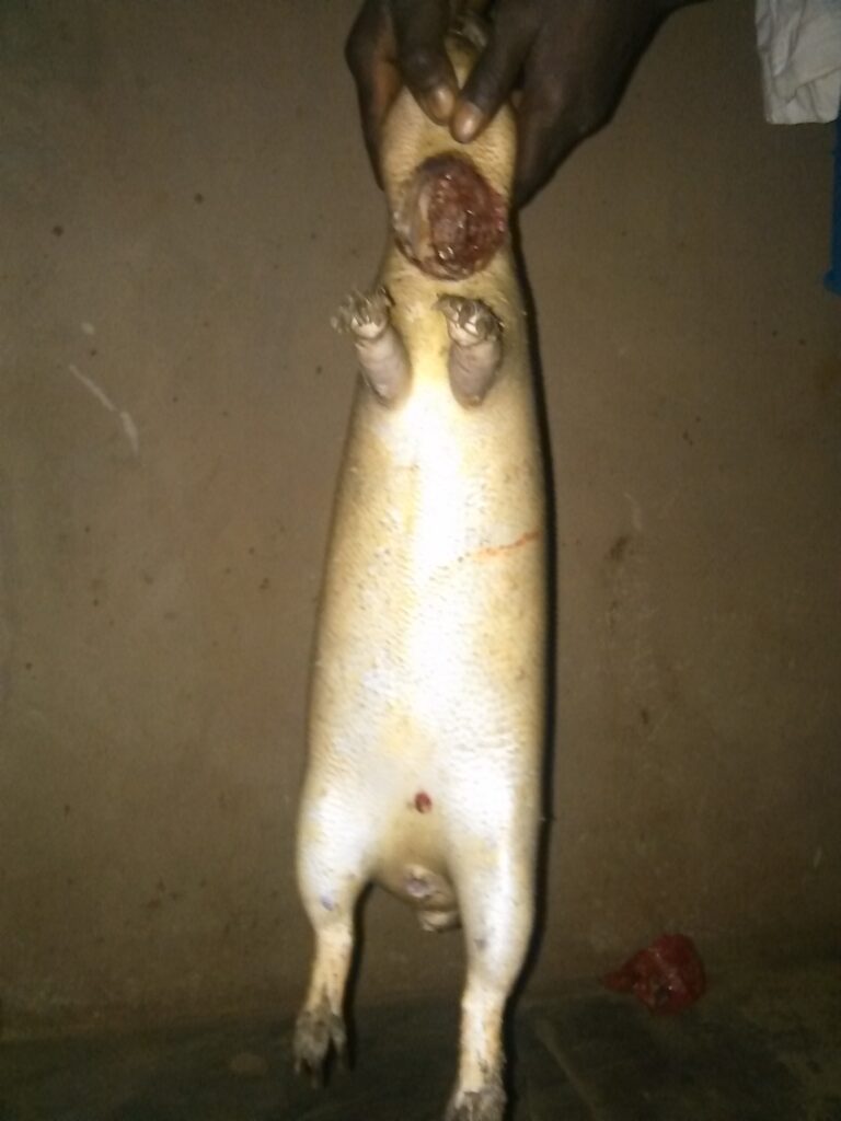 Un aulacode décapité et dépouillé de son pelage, illustrant des pratiques de chasse.
