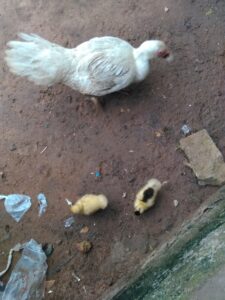 Une canard femelle accompagnée de ses canetons, illustrant leur relation maternelle.