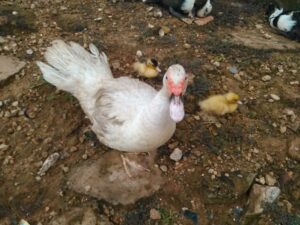Une canard femelle accompagnée de ses canetons, illustrant leur lien familial.