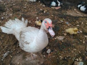 Une canard femelle accompagnée de ses canetons, illustrant leur lien familial.