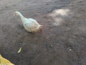 Une canard femelle posée dans son habitat naturel, mettant en valeur son plumage.