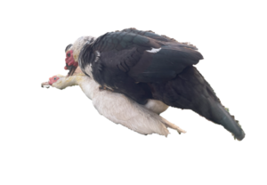 Deux canards en pleine reproduction, illustrant le comportement de reproduction de cette espèce.
