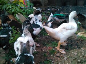 Des canards locaux fouillant dans des ordures à la recherche de nourriture, dans un environnement rural africain.