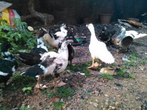 Des canards locaux fouillant dans les déchets à la recherche de nourriture dans un environnement rural africain.