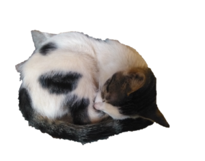 Un chat en train de dormir, illustrant une scène paisible et agréable.