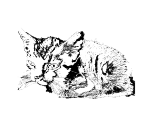 Un petit chat couché, semblant triste, avec des yeux mélancoliques.