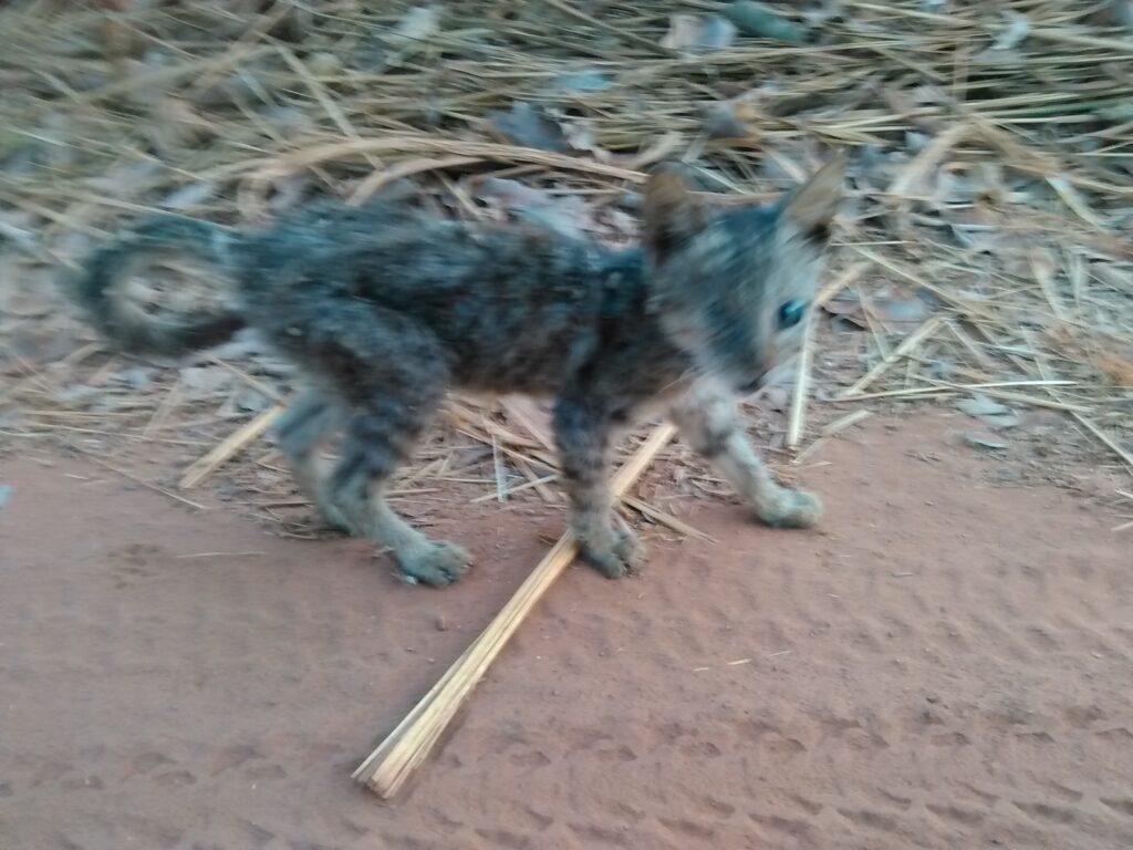 Un petit chat errant en brousse, marchant seul et affamé.