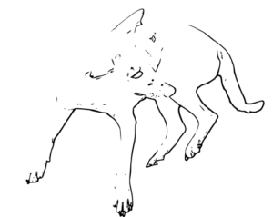 Un chien, debout ou assis, dans un environnement extérieur ou intérieur.