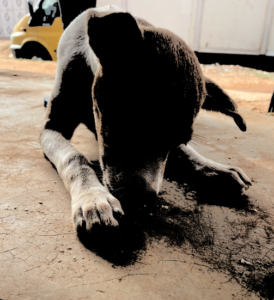 Un petit chien mangeant dans un bol, concentré sur sa nourriture.