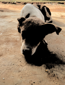 Un chien couché, représentant une posture détendue et calme.