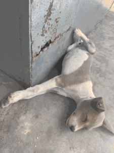 Un petit chien endormi, offrant une vue attendrissante de sa tranquillité.