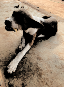 Un petit chien, assis ou debout, dans un cadre africain.