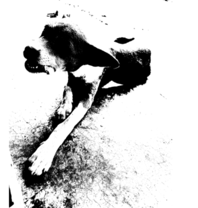 Un petit chien, assis ou debout, dans un environnement typique africain.