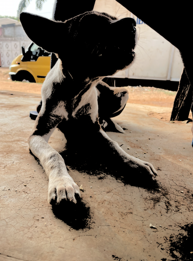 Un petit chien, debout ou assis, dans un environnement africain.