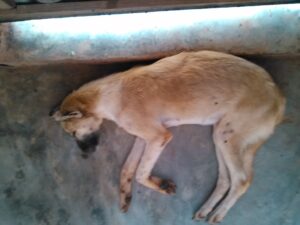 Un chien allongé, couché sur le sol, semblant détendu.