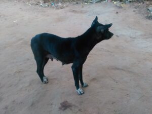 Un chien noir, debout ou couché, dans un environnement africain.