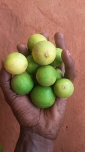 Une main remplie de petits citrons frais.