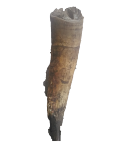 Une corne de vache, mettant en lumière sa forme distincte et sa texture.