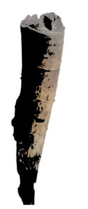 Une corne de vache, mettant en avant sa forme distinctive et sa texture unique.