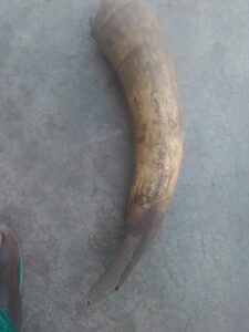 Une corne de vache, montrant sa forme incurvée et sa texture naturelle.