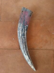Une corne de vache naturelle, soigneusement sculptée et polie par un artisan local, prête à être utilisée comme instrument, décoration ou accessoire.